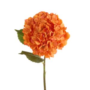 Tallo de hortensia naranja / Orange Hydrangea Stem